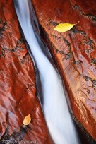 channel, leaves, zion